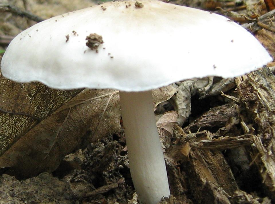 Funghi da identificare (cfr. Pluteus sp.)